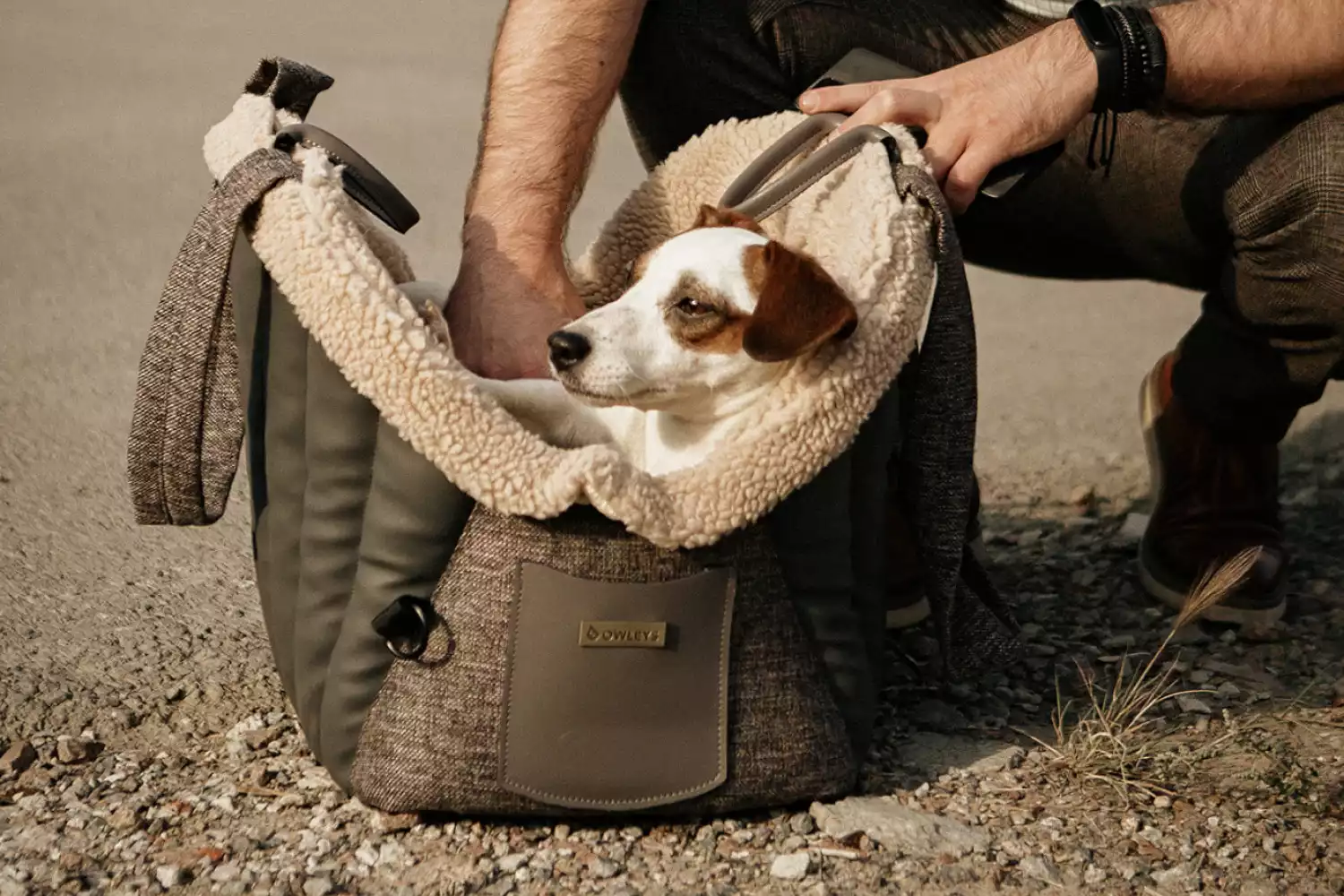 Dog Carrier Purse for German Hunting Terrier